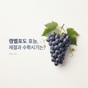 캠벨포도 효능, 제철과 수확시기는?
