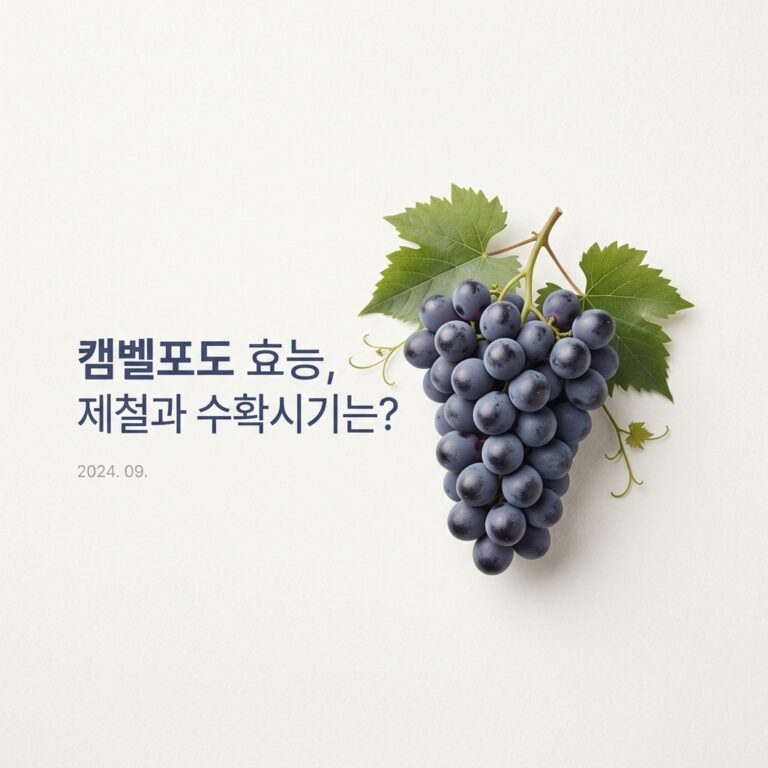 캠벨포도 효능, 제철과 수확시기는?