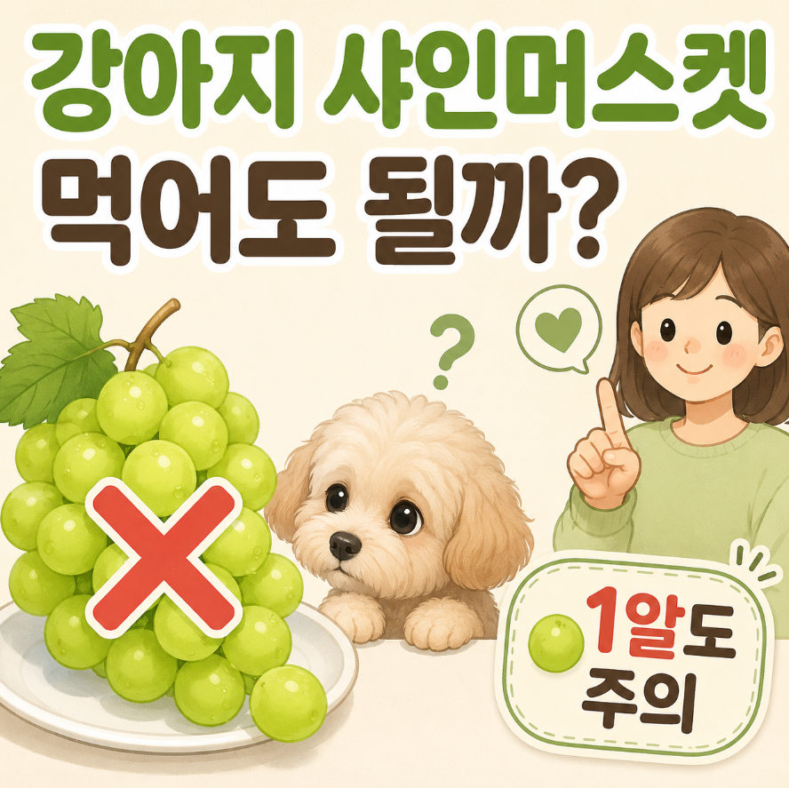 강아지 샤인머스켓 급여 먹어도될까? 1알정도는 괜찮을까 알려드려요 1 image 441